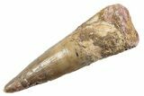 Fossil Spinosaurus Tooth - Real Dinosaur Tooth #360194-1